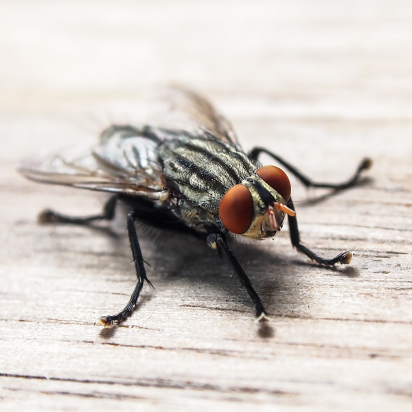 Flue p&aring; k&oslash;kkenbord