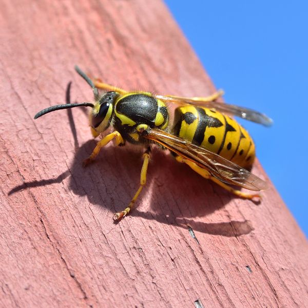 Eine Wespe auf einer Holzfassade