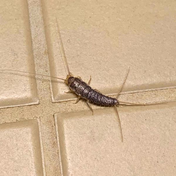 Papierfischchen (Ctenolepisma longicaudatum)