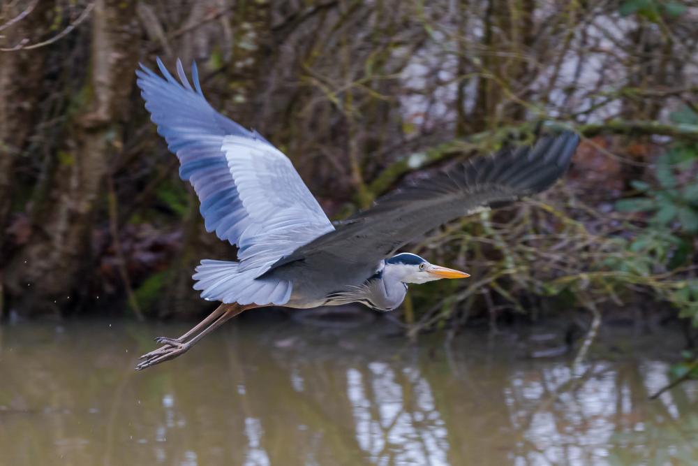 Flyvende fiskehejre over s&oslash; eller dam