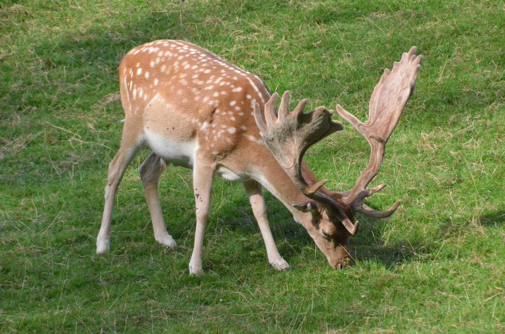 R&aring;vildt, kronhjort som spiser gr&aelig;s