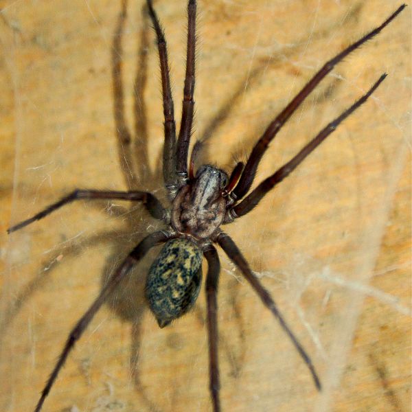 Gro&szlig;e Hausspinne