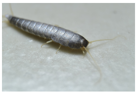 Ordinary Silverfish