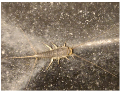 Grey silverfish
