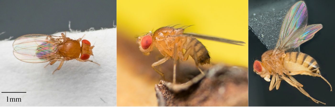 Bananflue (frugtflue) p&aring; en banan