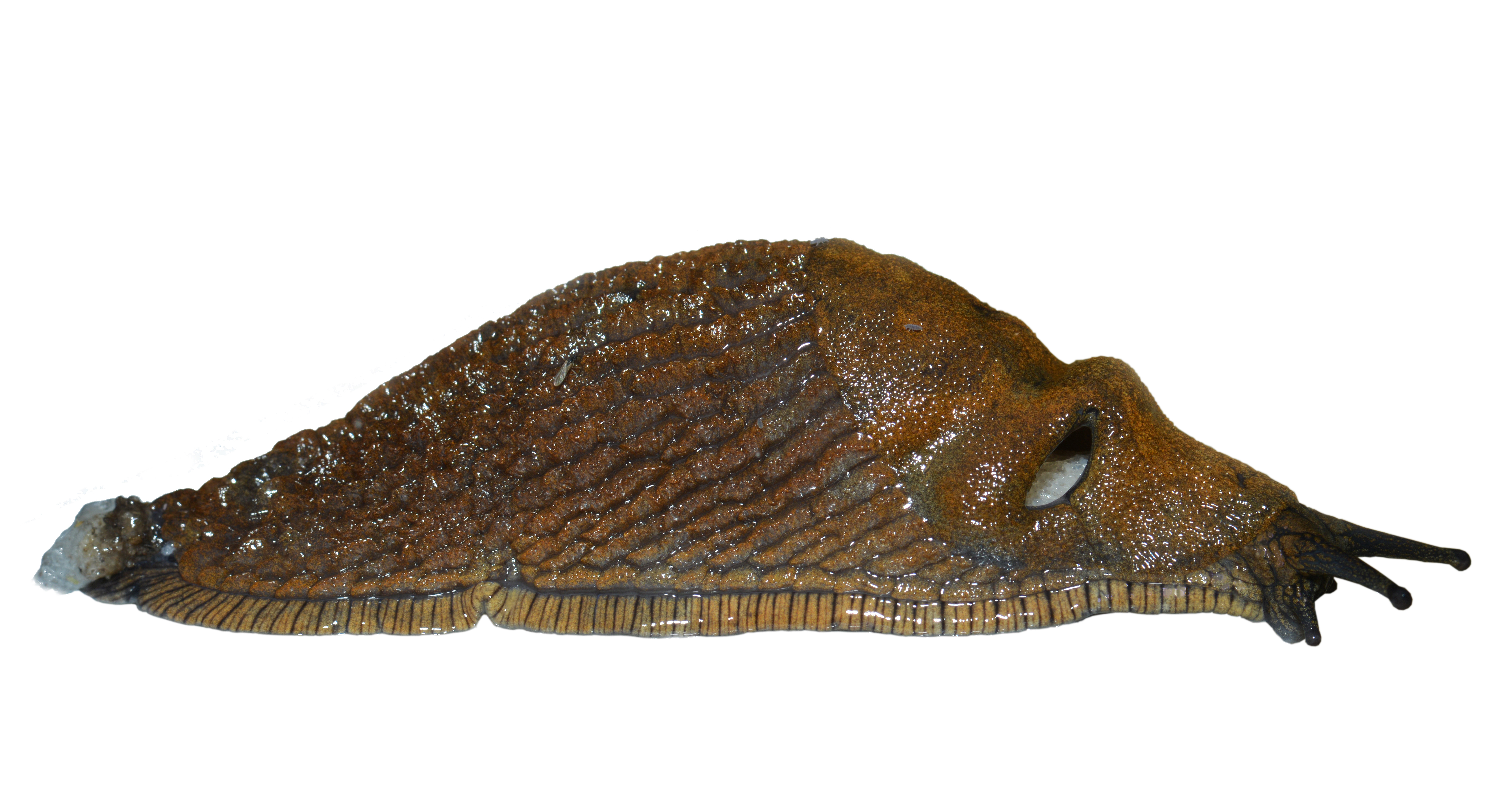 FAQ om Dræbersnegle