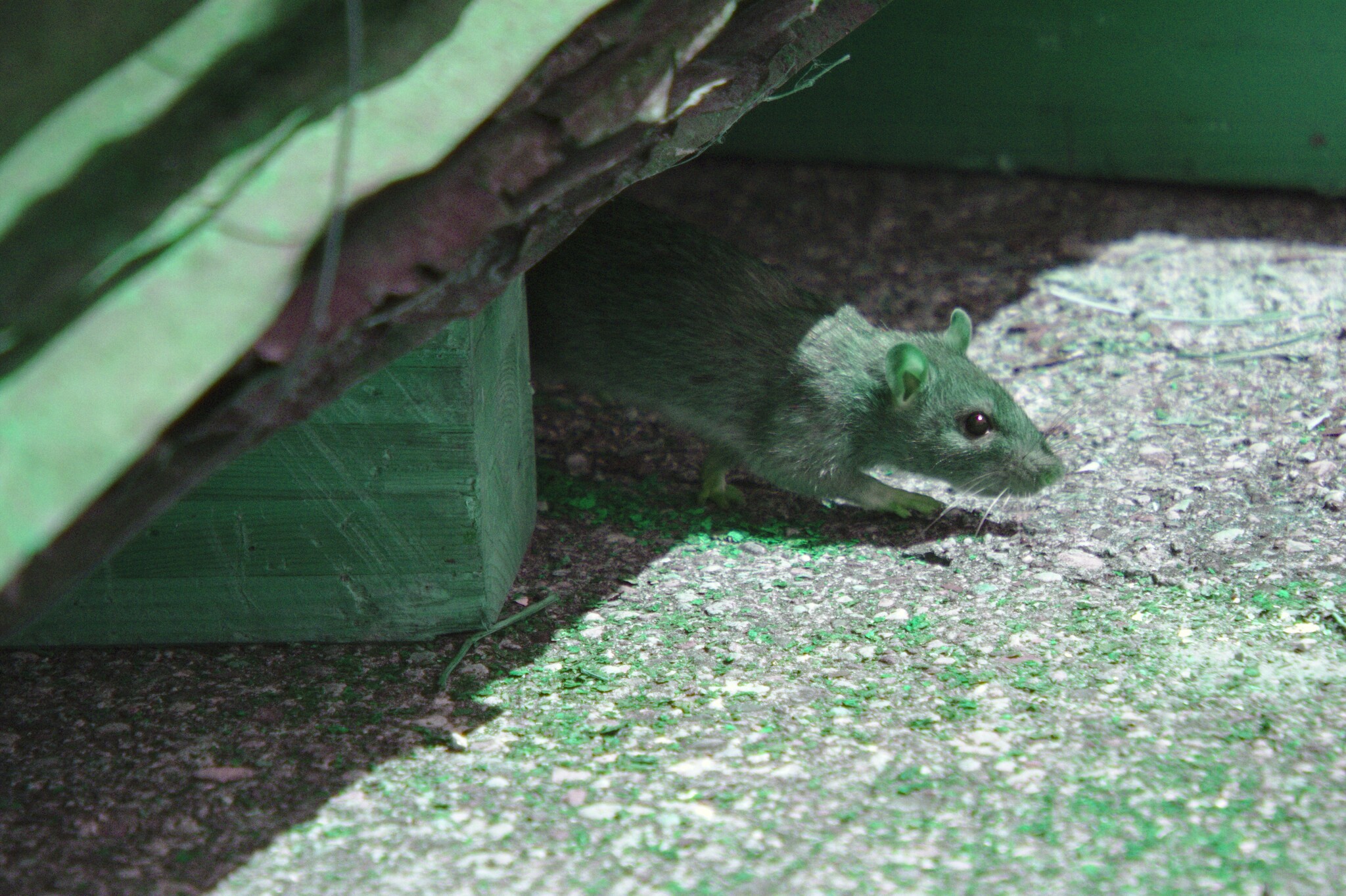 Brun rotte (rattus norvegicus) under europalle