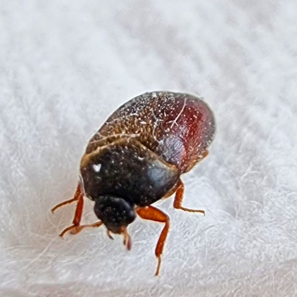 Brun Pelsklanner (Attageninae)