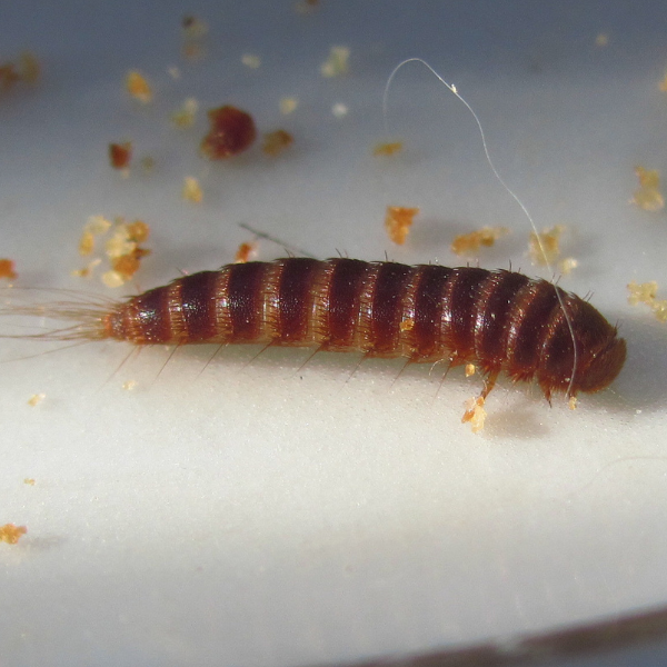 Brun Pelsklanner larve (Attageninae)