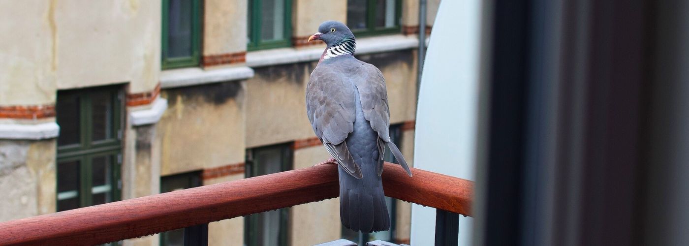 Ringdue p&aring; altan i K&oslash;benhavn