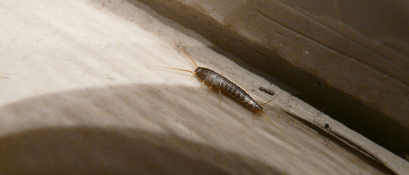 S&oslash;lvfisk p&aring; tr&aelig;gulv