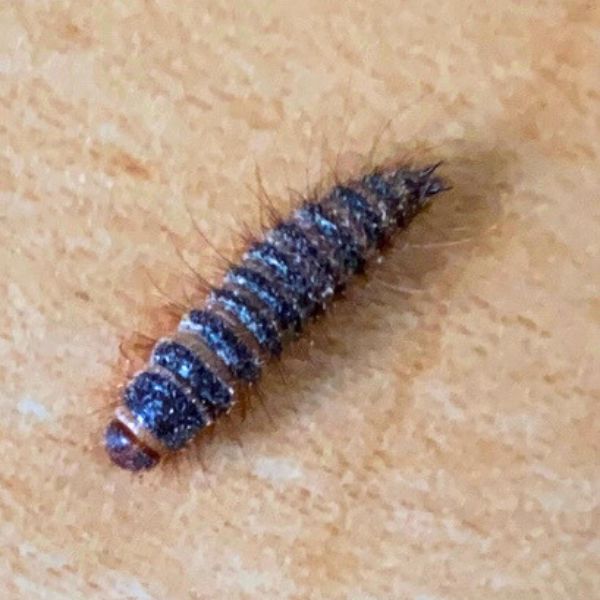 Fl&aelig;skeklanner larve (Dermestes lardarius)