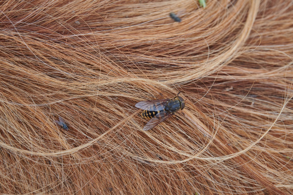 Pferdebremse (Gasterophilus intestinalis) sitzt auf einem Pferd