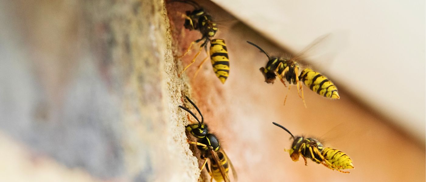 Flyvende hvepse og gedehamse