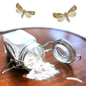 Flyvende m&oslash;l over k&oslash;kkenbord og larve i mel