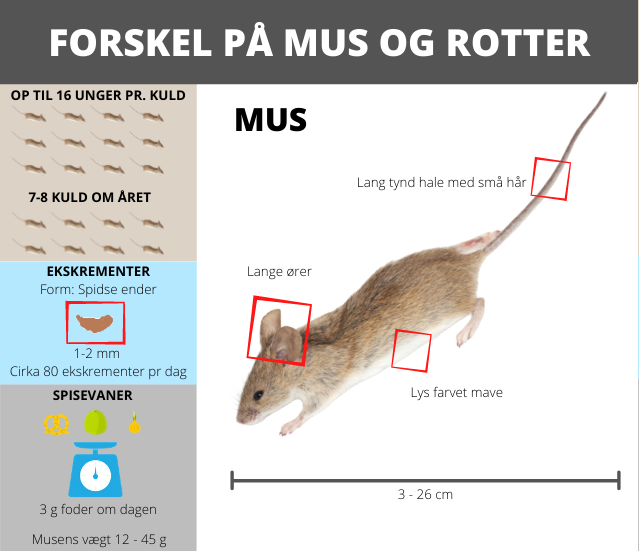 S&aring;dan ser du forskel p&aring; mus og rotter - mus
