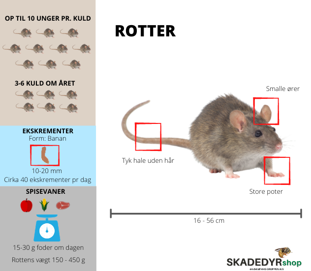 S&aring;dan ser du forskel p&aring; mus og rotter - rotter