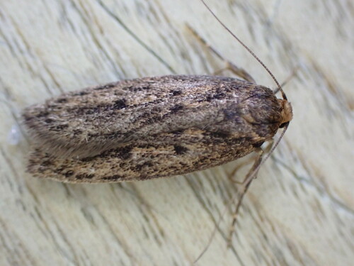 Fr&oslash;m&oslash;l, Hofmannophila pseudospretella