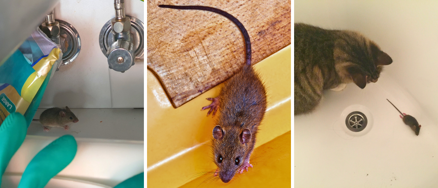 GUIDE | S&aring;dan bek&aelig;mper du mus i dit hjem