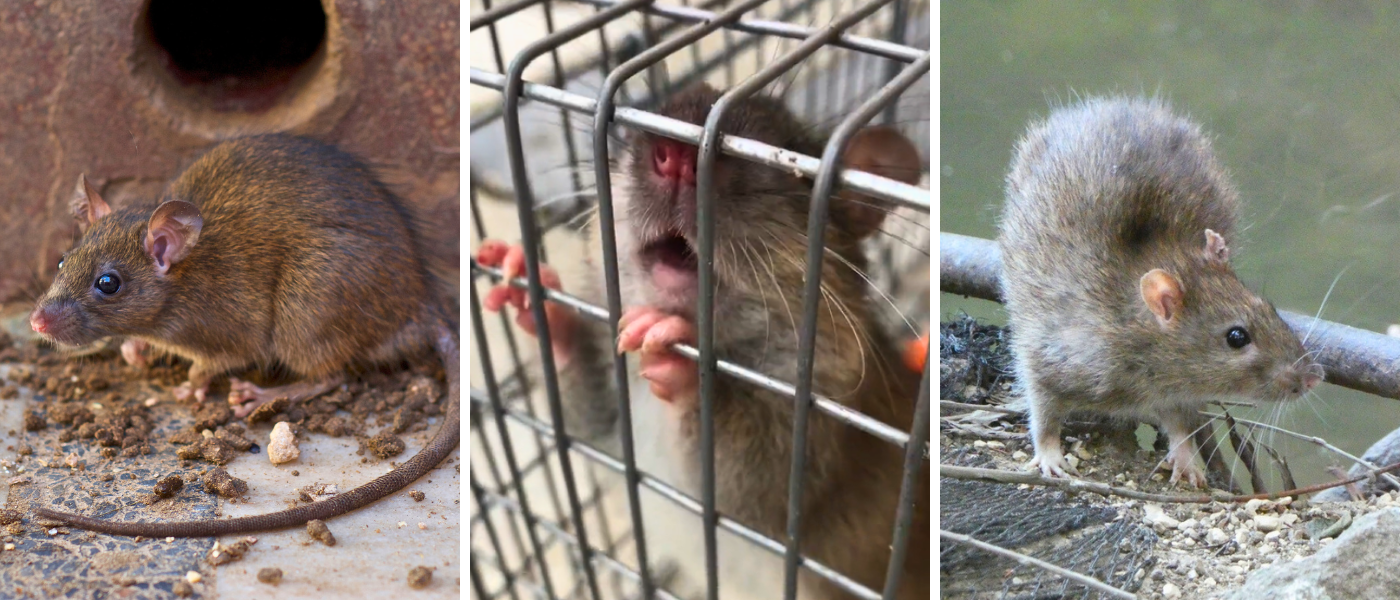 GUIDE | S&aring;dan bek&aelig;mper du rotter