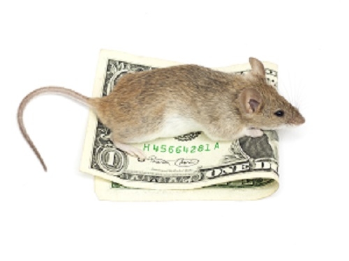 Mus p&aring; pengeseddel