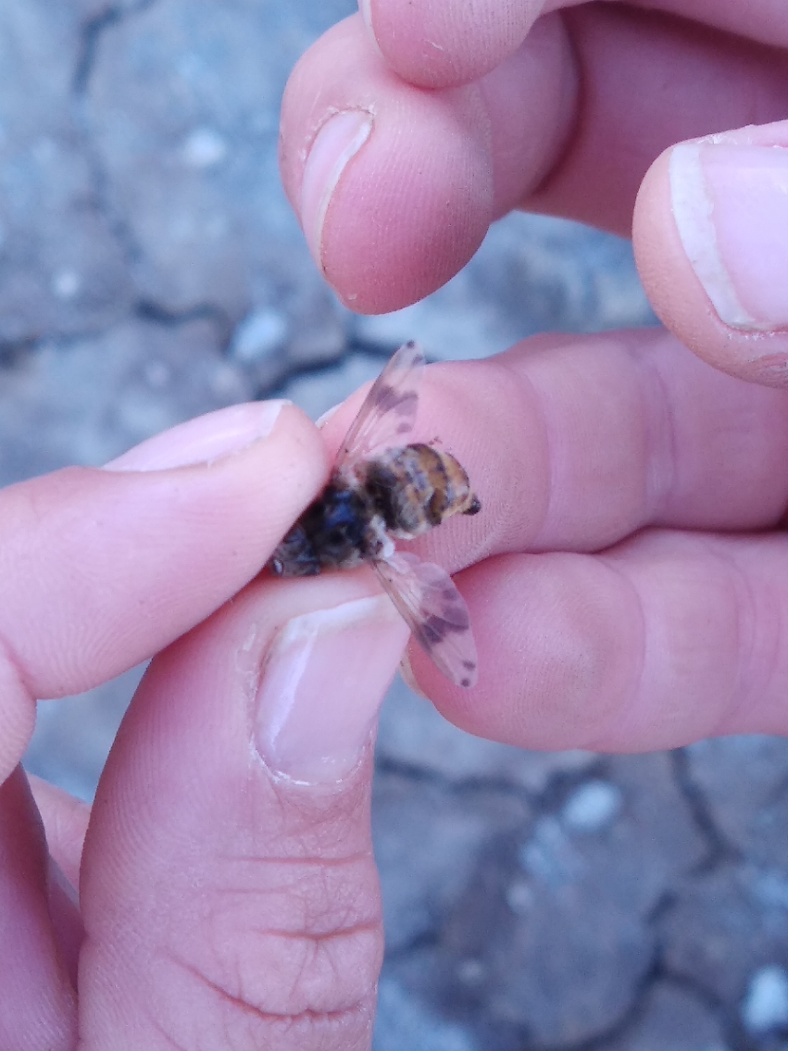 en fanget hestebremse i h&aring;nden p&aring; et menneske