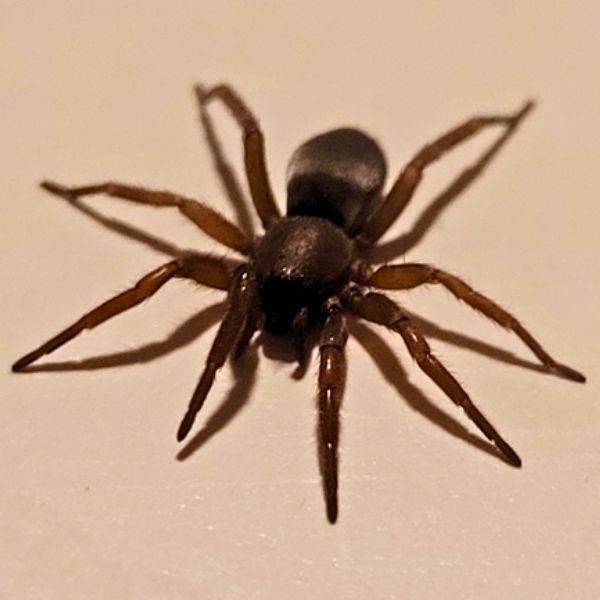 Musedderkop (Scotophaeus blackwalli)