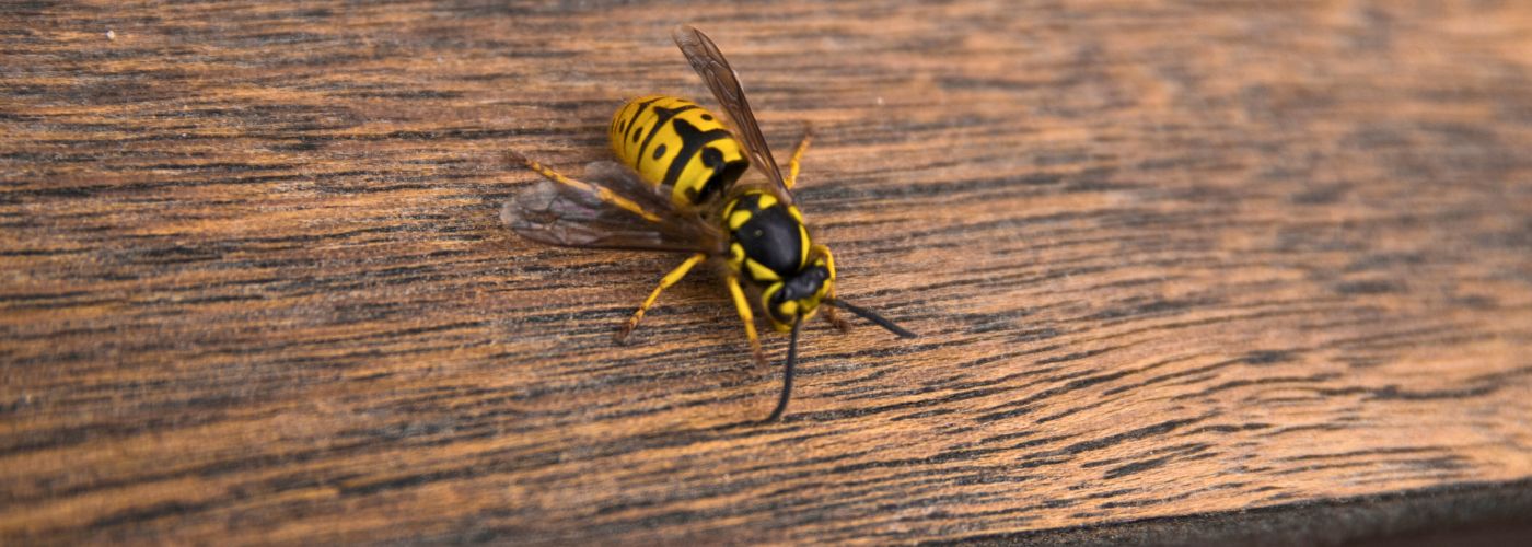 hveps p&aring; havebord