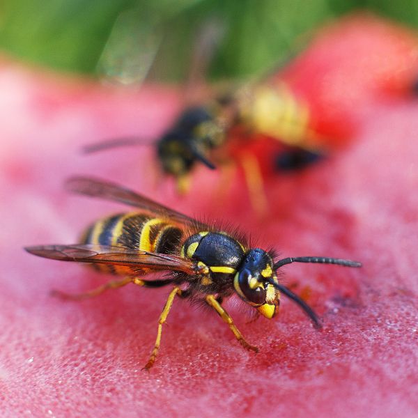 Hvepse som spiser en melon/frugt i haven