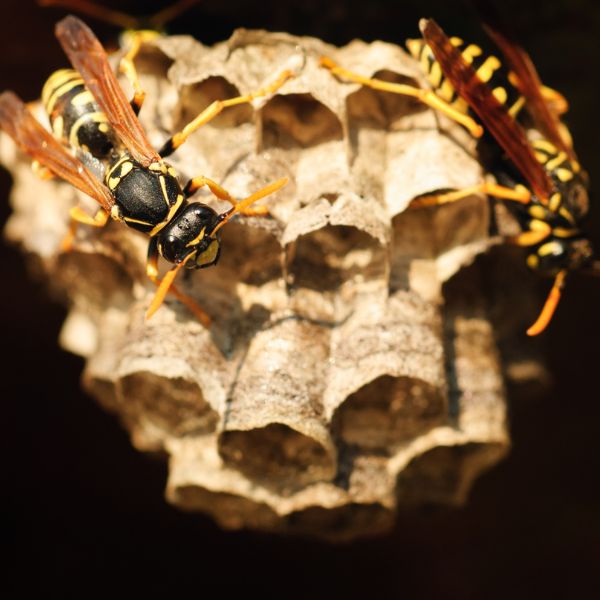 To hvepse p&aring; et hvepsebo i m&oslash;rke