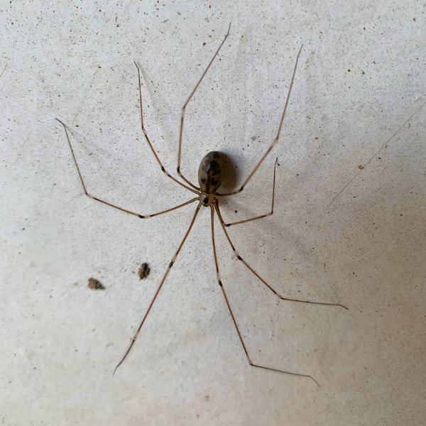 Mejeredderkop (Pholcus phalangioides)