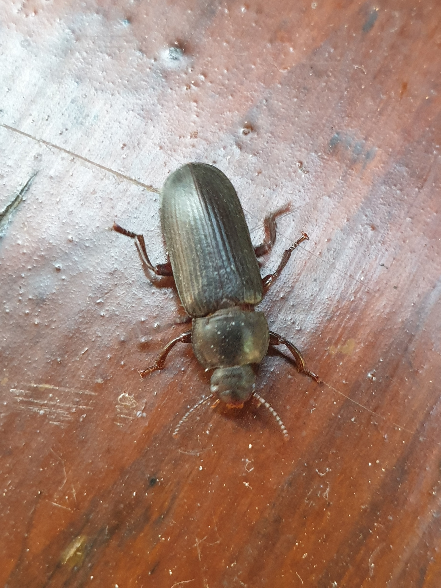 Melskrubbe (Tenebrio molitor) p&aring; tr&aelig;gulv