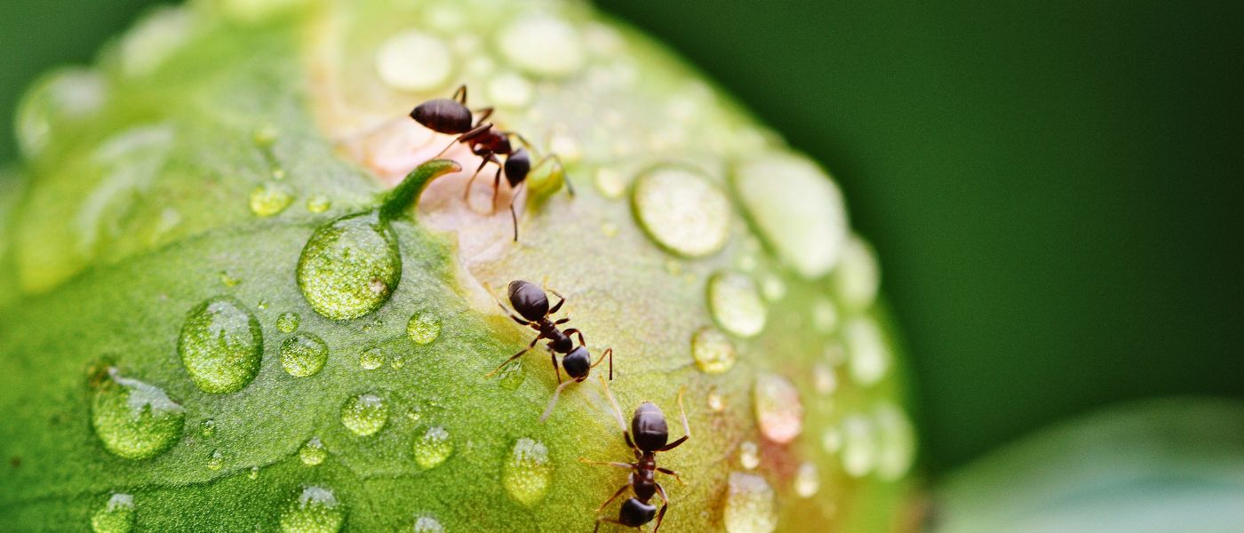 Myrer som kravler p&aring; gr&oslash;nt &aelig;ble