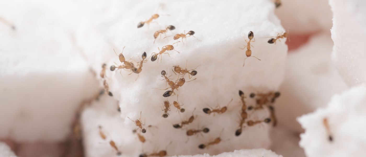 Myrer som kravler p&aring; sukkerknalder