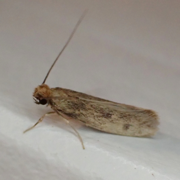 Pelsm&oslash;l (Tinea pellionella)