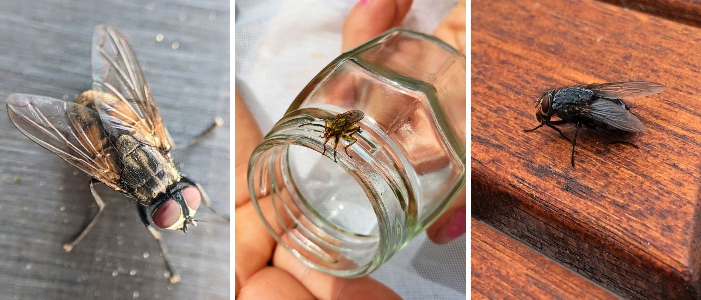 Stueflue, g&oslash;dningsfluer og spyflue