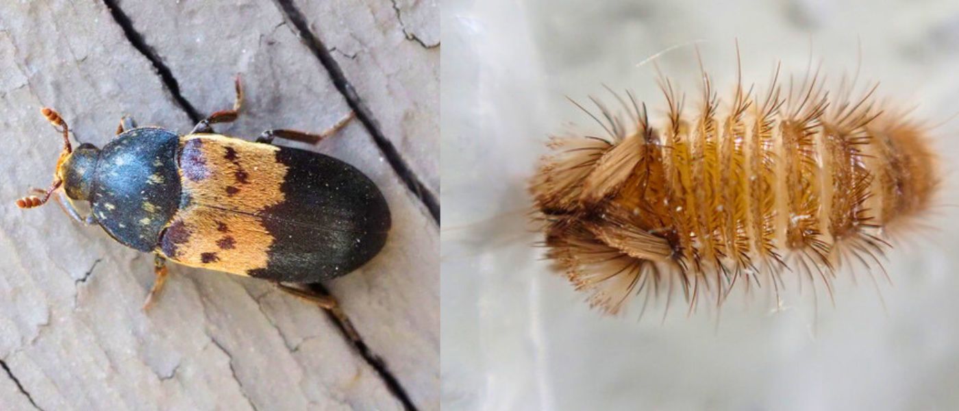 S&aring;dan bek&aelig;mper du klannere i boligen