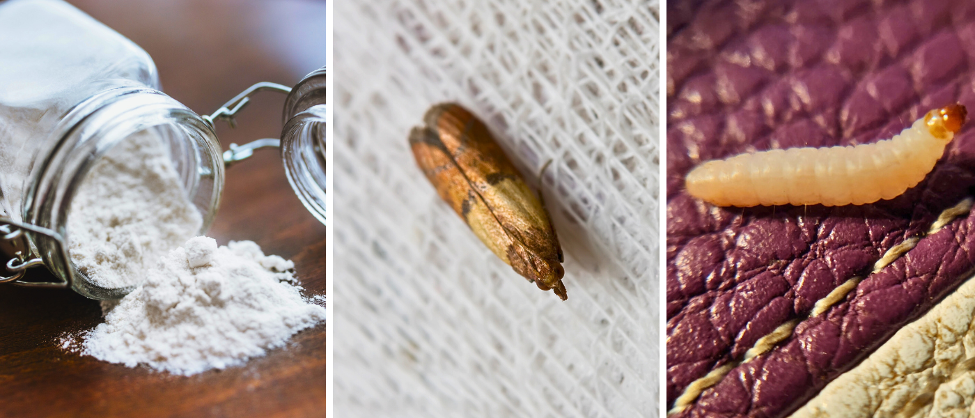 Flyvende m&oslash;l over k&oslash;kkenbord og larve i mel