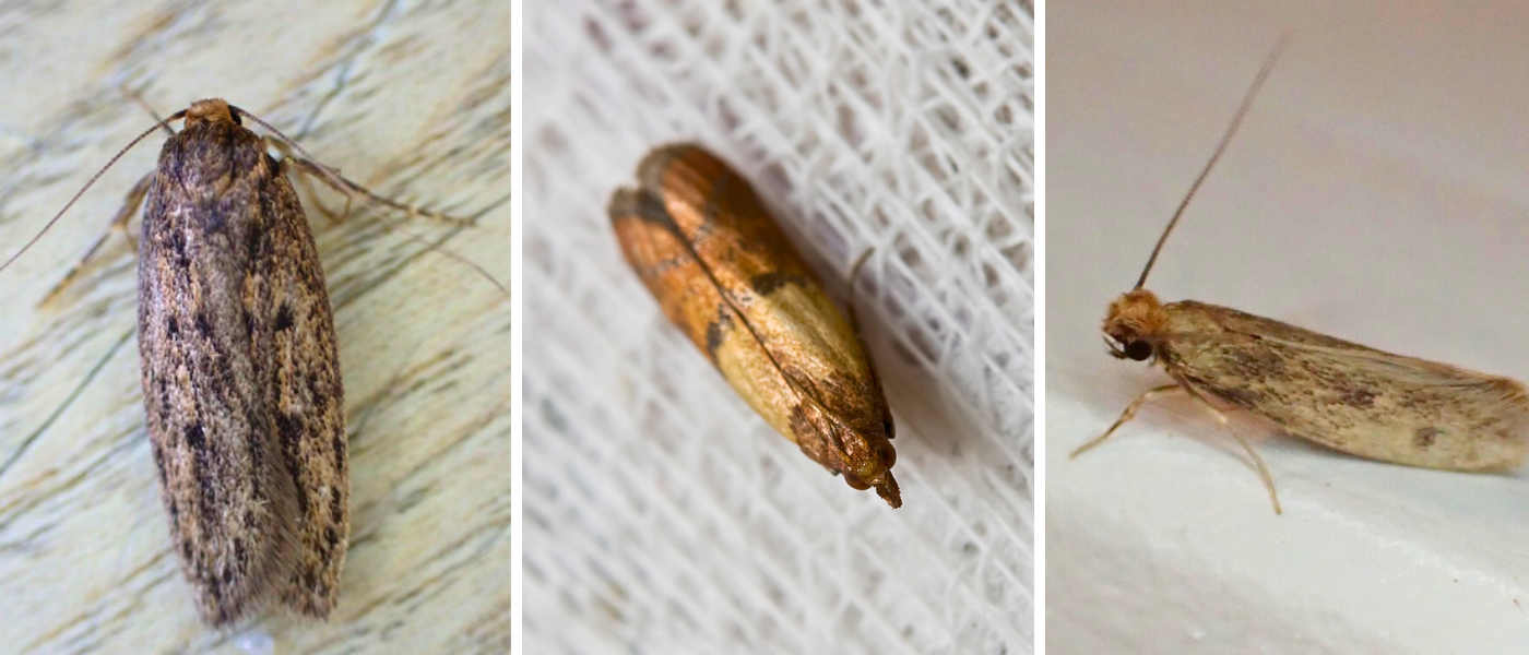 M&oslash;larter (fr&oslash;m&oslash;l, tofarvet fr&oslash;m&oslash;l, kl&aelig;dem&oslash;l)