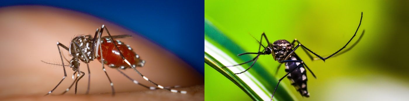 S&aring;dan bek&aelig;mper du myg i hus og have