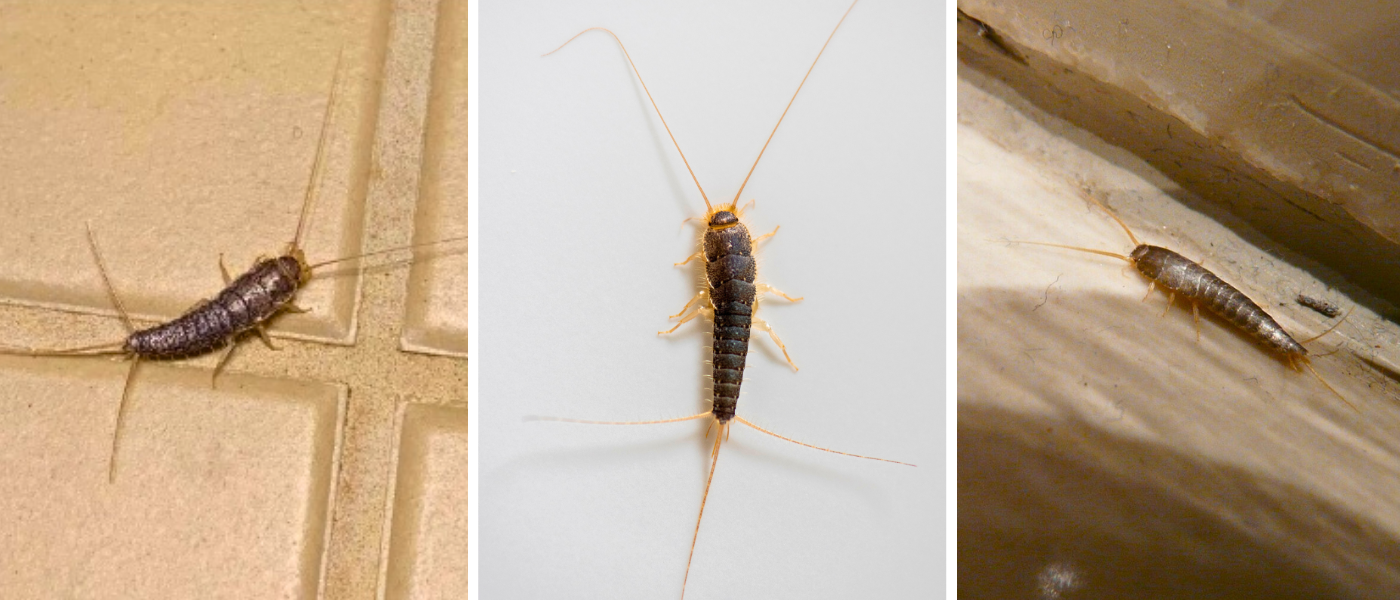 Forskellige typer af s&oslash;lvfisk, sk&aelig;gkr&aelig; og ovnfisk