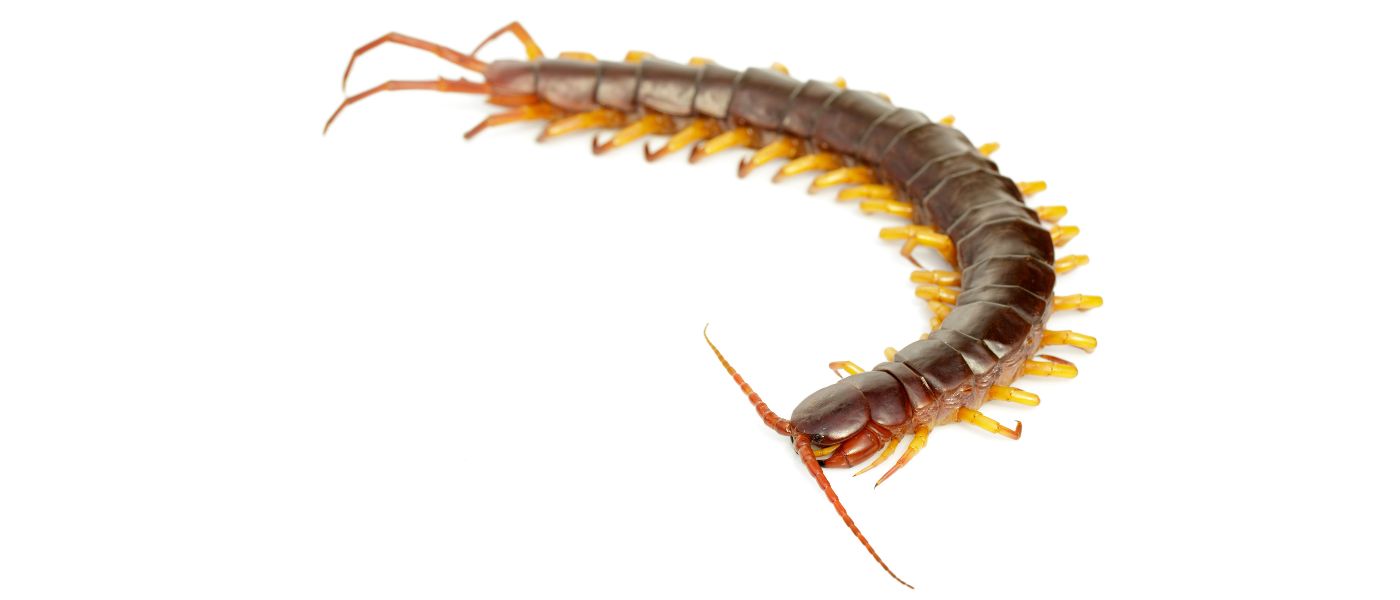 S&aring;dan bek&aelig;mper du skolopendre