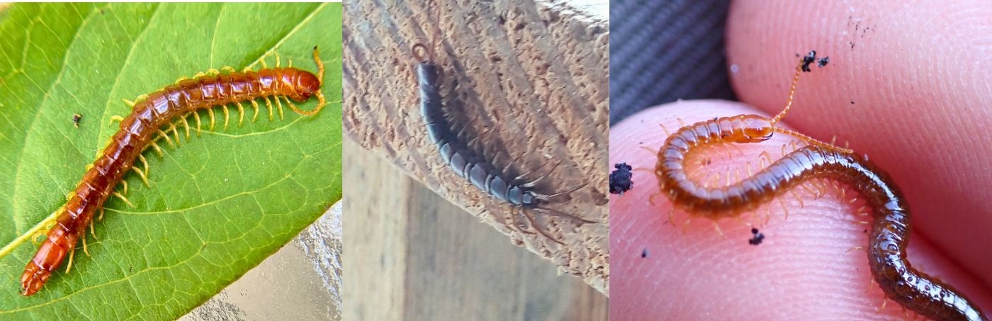 Skolopender p&aring; blad, stenskolopender p&aring; sten og lille skolopender p&aring; h&aring;ndflade