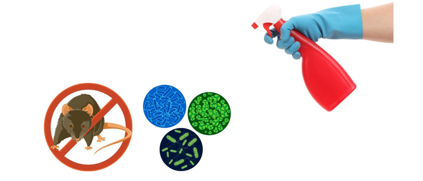 S&aring;dan desinficerer du efter gnavere som mus og rotter