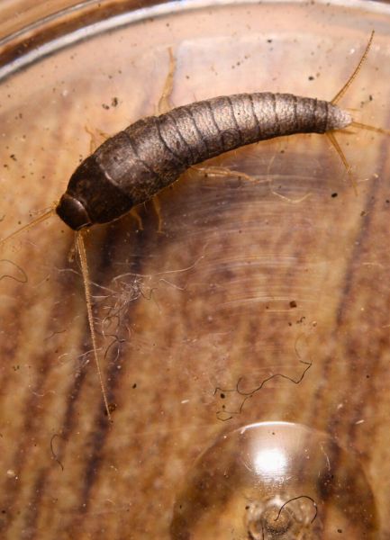s&oslash;lvfisk i f&aelig;lde p&aring; bord