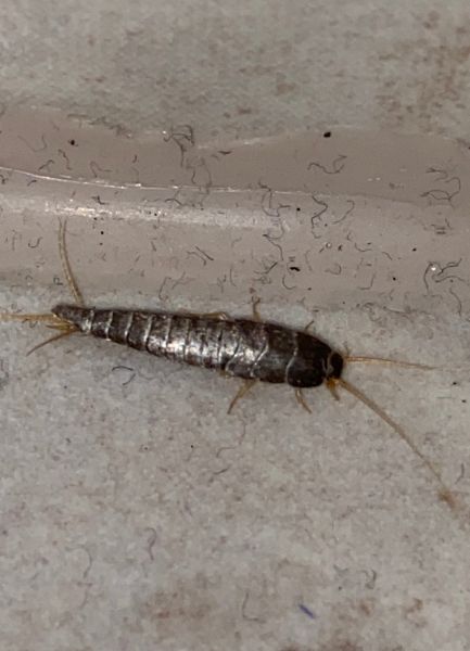 s&oslash;lvfisk p&aring; betongulv