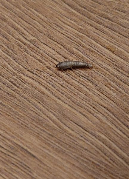 s&oslash;lvfisk p&aring; tr&aelig;gulv