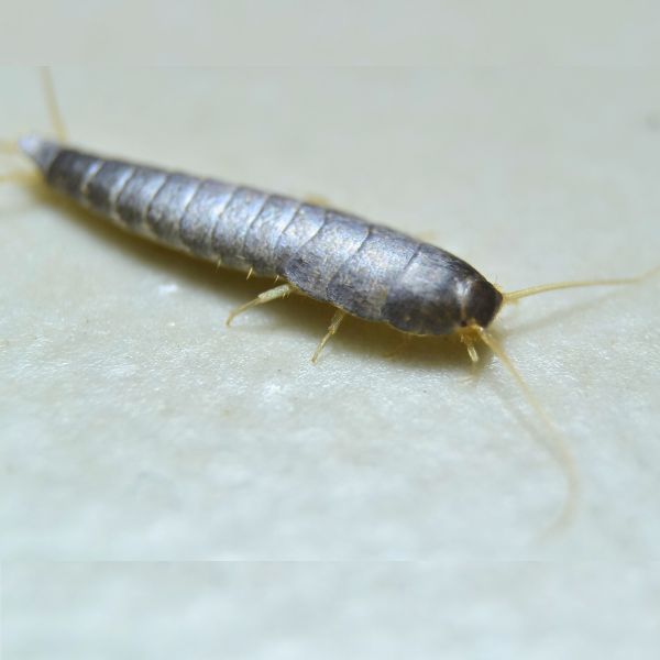 Amindelig S&oslash;lvfisk (Lepisma saccharina)