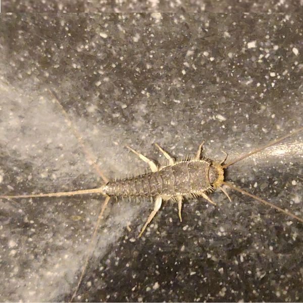 Sk&aelig;gkr&aelig; / Sk&aelig;gget s&oslash;lvkr&aelig; (Ctenolepisma longicaudata)