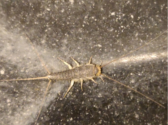 Skægkræ / skægget sølvfisk